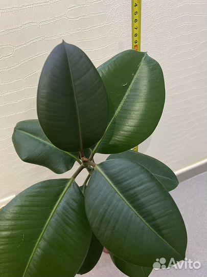 Фикус каучуконосный 2 шт