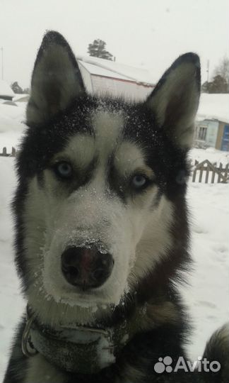 Вязка без оплаты