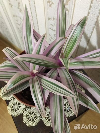 Комнатные растения.Цветы.Рео