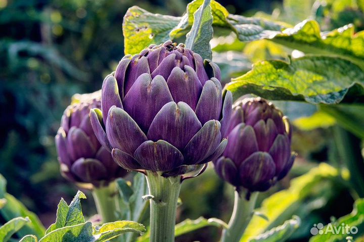 Огородные семена, большой выбор