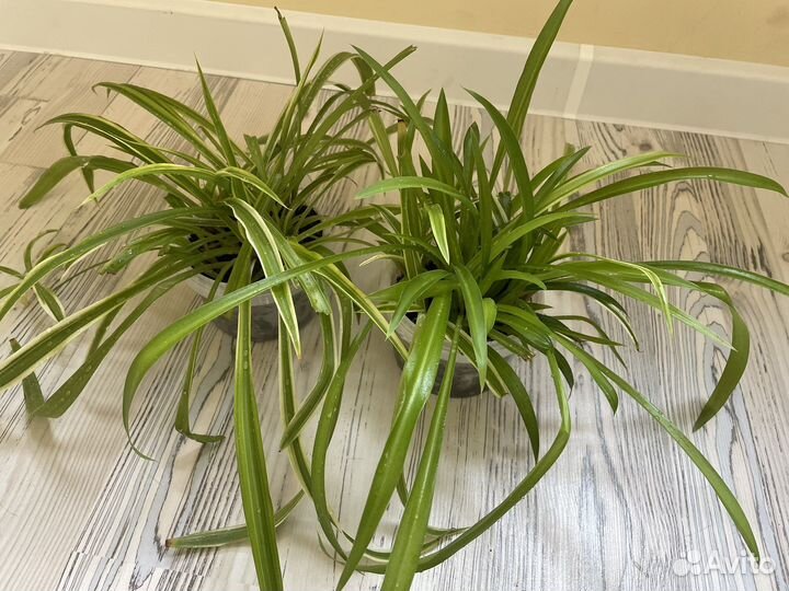 Хлорофитум маленький и крупный