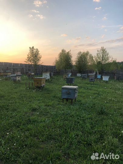 Продам пасеку, пчелопакеты