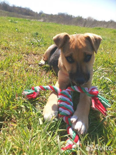 Щенки в добрые руки отдам бесплатно