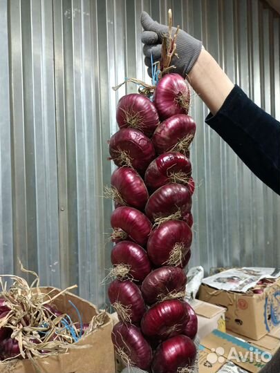 Ялтинский лук 2023