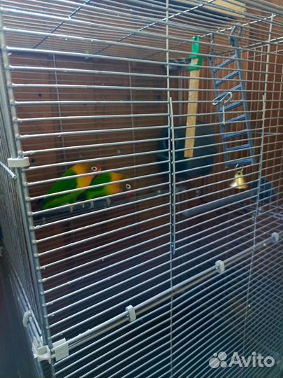 Продам попугаев