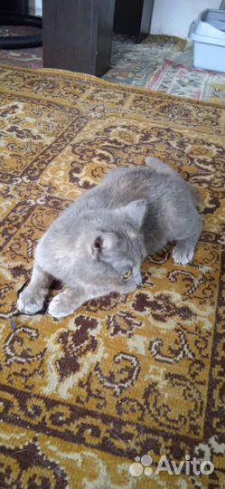 Кошечка 5 месяцев мама манчкин расти не будет