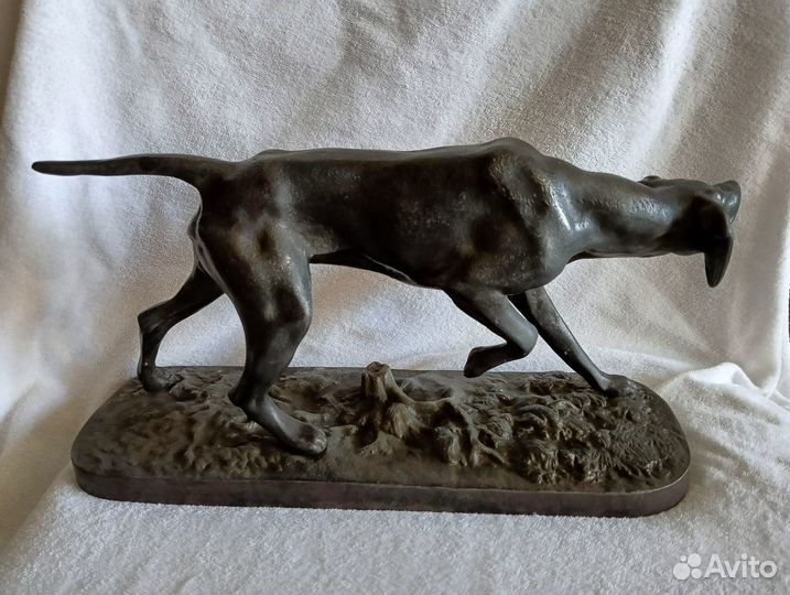 Касли пойнтер