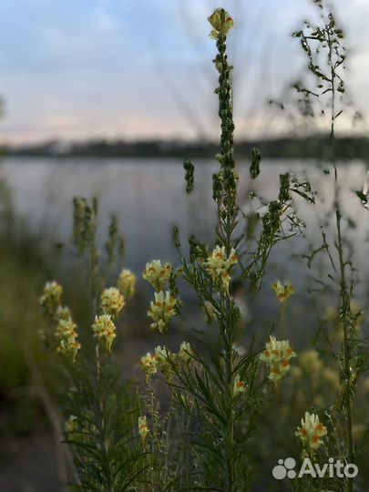 Замороженные сверчки