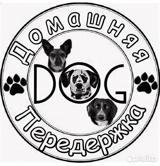 Передержка собак