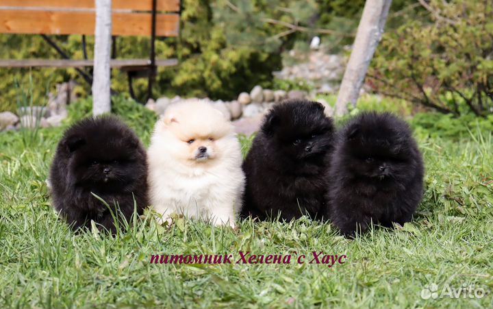 Кукольные малыши