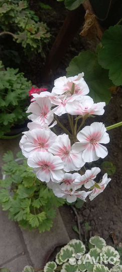 Пелоргония Lovely Vera