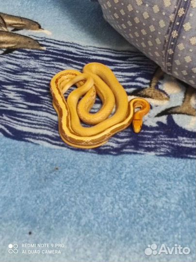 Полоз лучистый