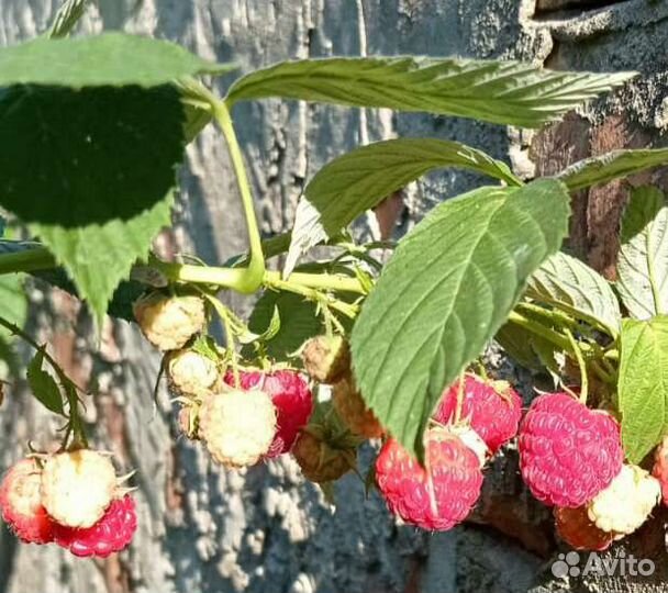 Малина ремонтантная саженцы