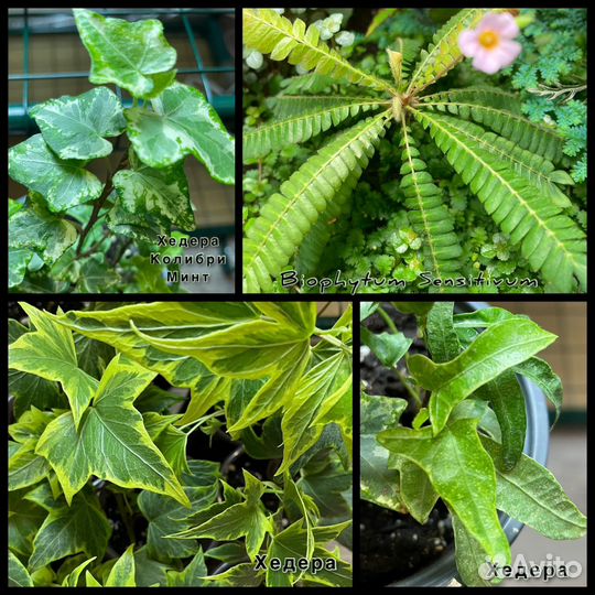 Растения для флорариума/террариума/палюдариума