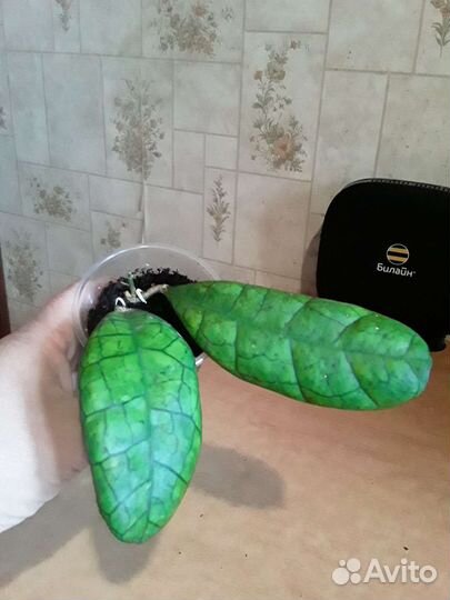 Хойи (укорененные и на срез). Часть 1