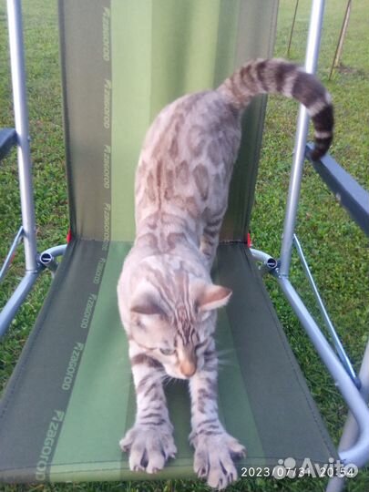 Бенгальский котенок мальчик