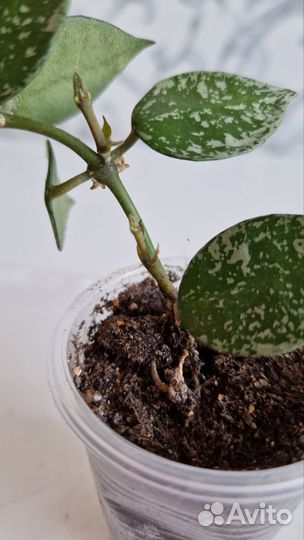 Хойя лакуноза эскимо