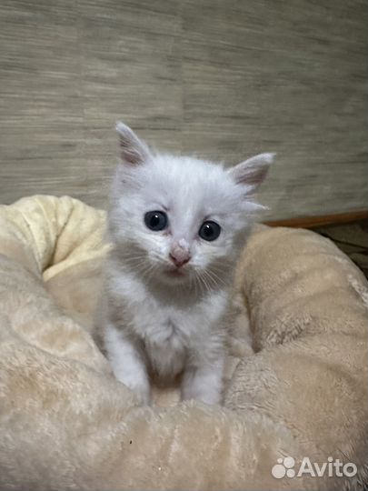 Отдам котенка