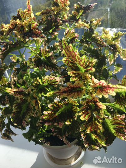 Колеусы вегетативные