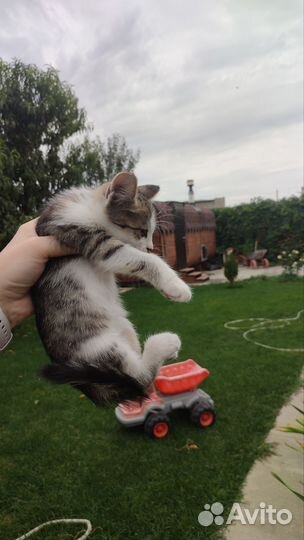 Котята в добрые руки бесплатно