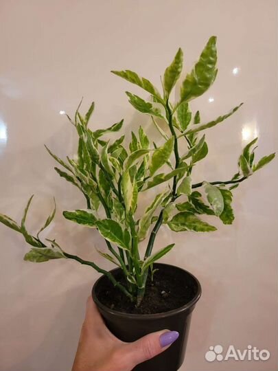 Педилантус, Сингониум