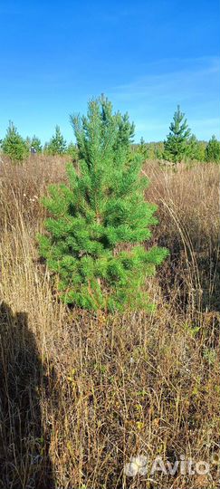 Саженцы сосны,березы итд