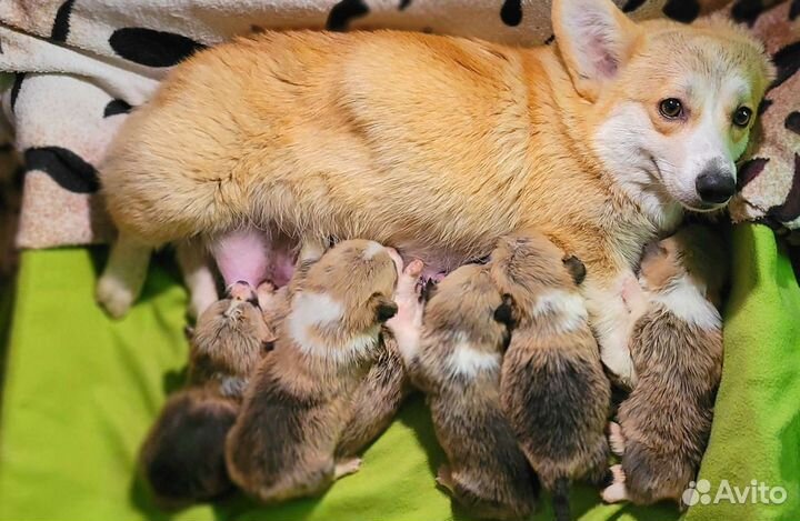 Коржики
