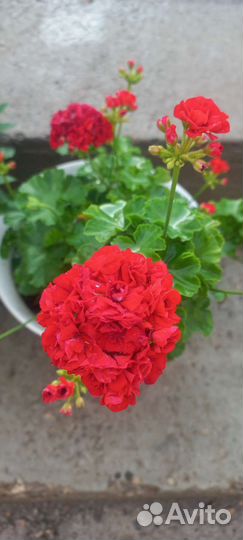 Герань пеларгония