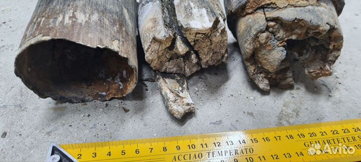 Бивень мамонта