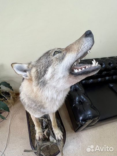 Чучело волка