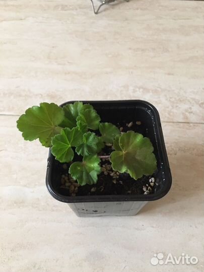 Пеларгония герань сортовая