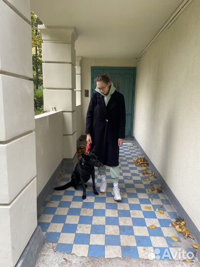 Выгул и дрессировка собак