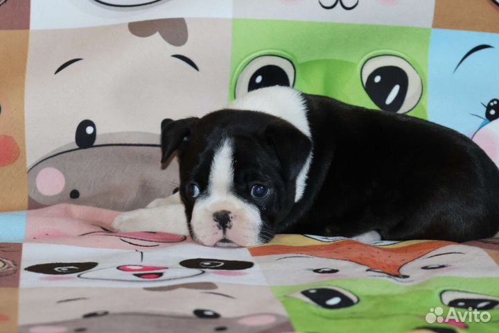 Девочка бостон терьер