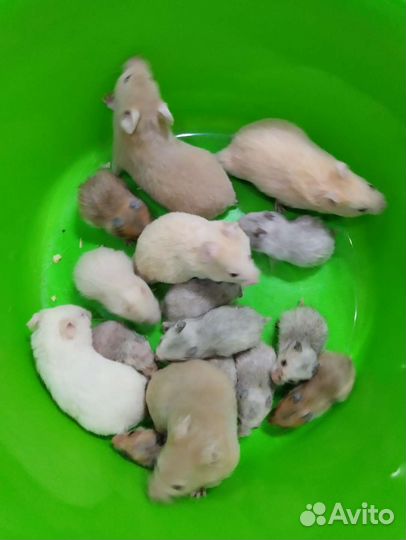 Хомячки сирийские на подарки вашим любимым