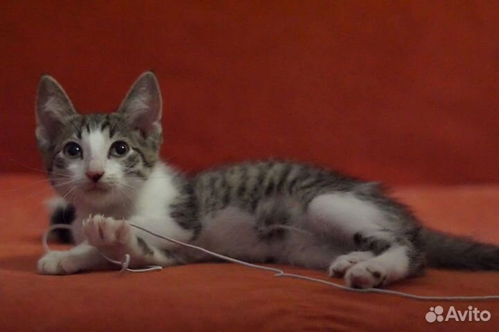 Девчулька Карамелька