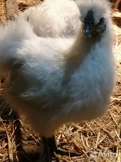 Петушки Брама, кш и