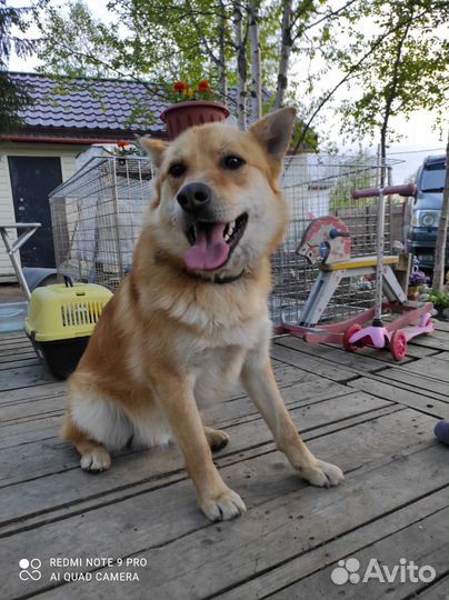 Приму в дар корм для животных