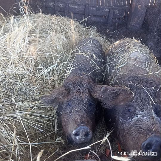 Свиньи живым весом,мясом