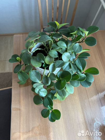 Пеперомия цветок