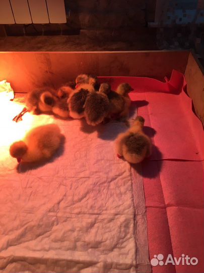 Гусята от суток