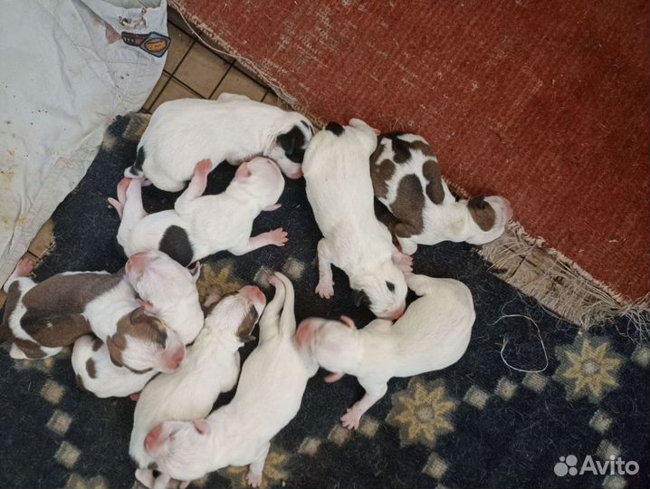 Щенки стаффорда