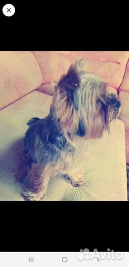 Йоркширский терьер