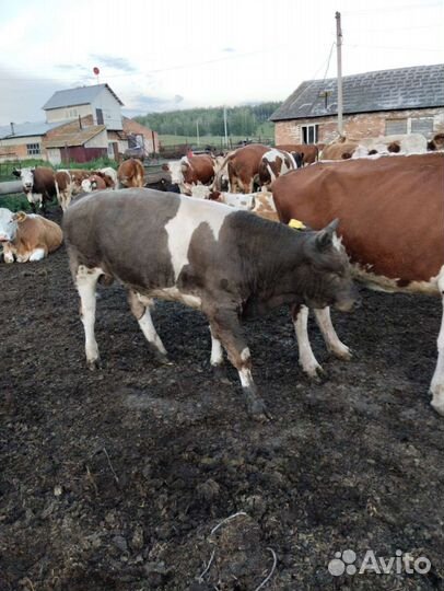 Бычки телки