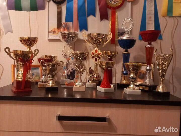 Бульмастиф