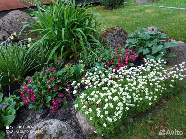 Мох для альпийских горок
