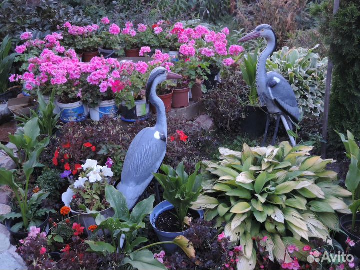 Герань (пеларгония) розовая махровая