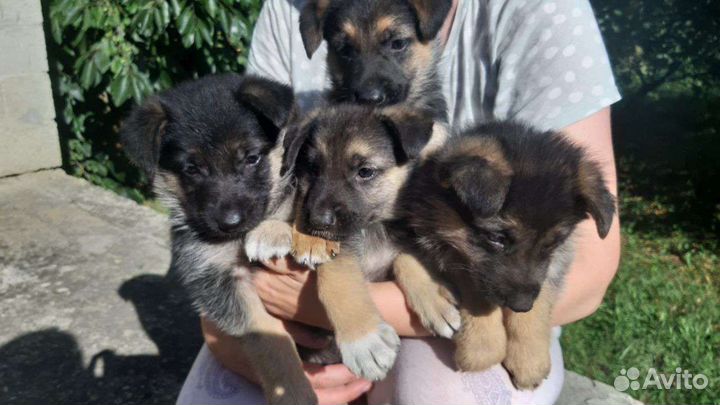 Щенки немецкой овчарки