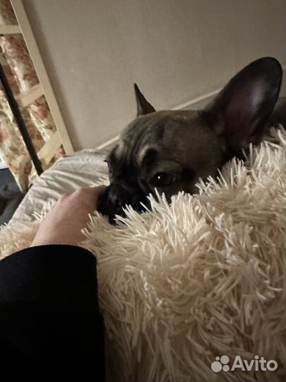 Передержка домашних животных