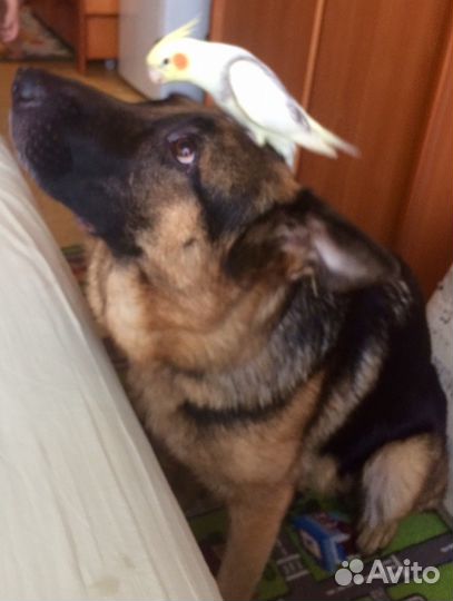 Инструктор по дрессировке собак, Кинолог