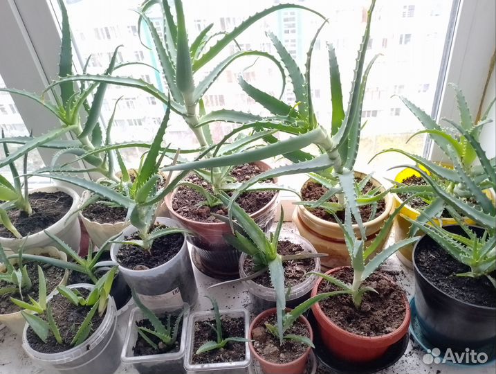 Алое вера в горшках